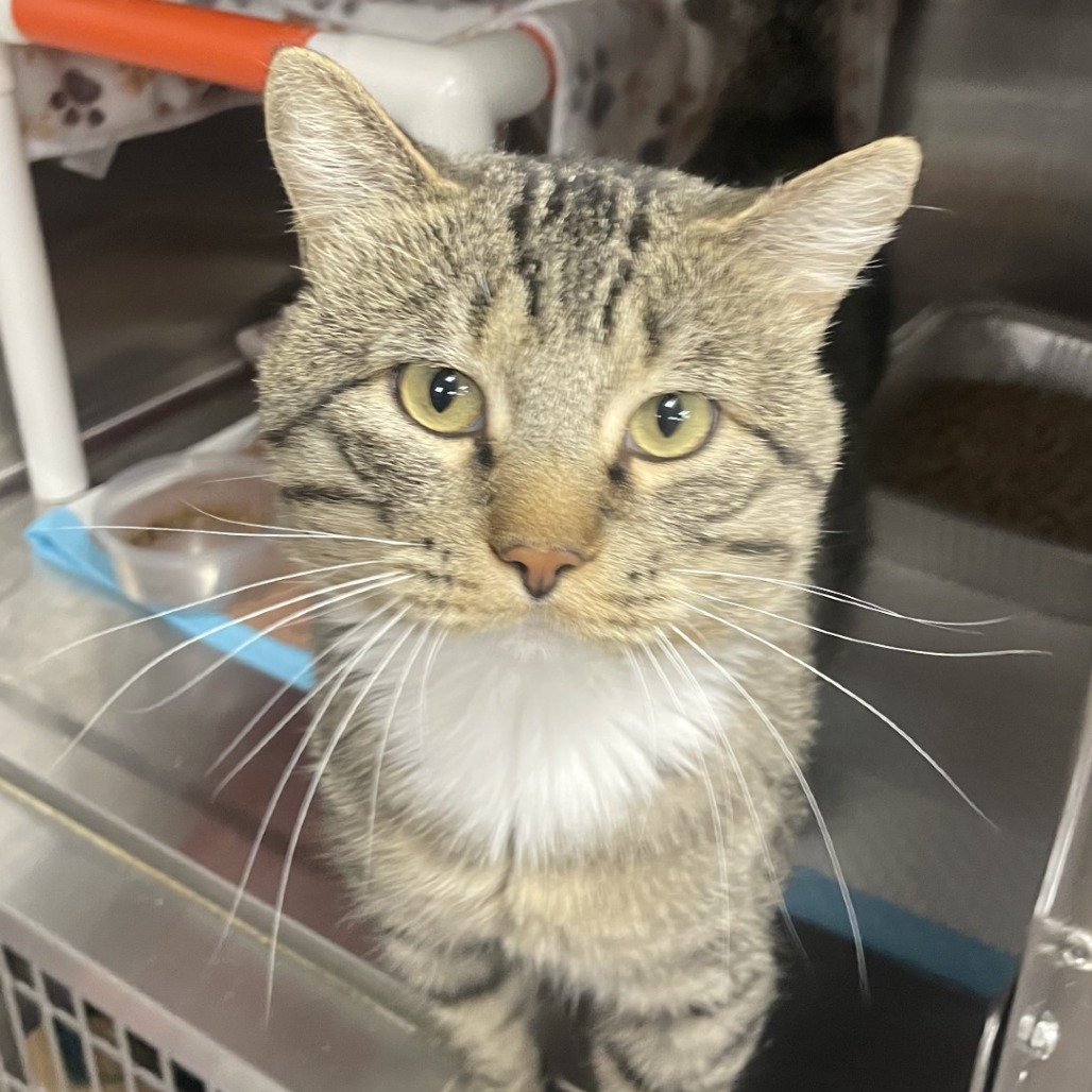 Baby Boy - Domestic Shorthair