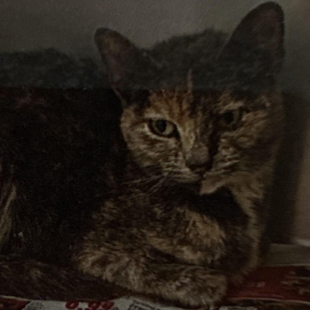 Finch - Domestic Shorthair