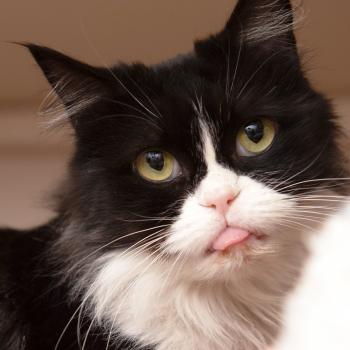 Jessie the black and white cat whose tongue is slightly sticking out