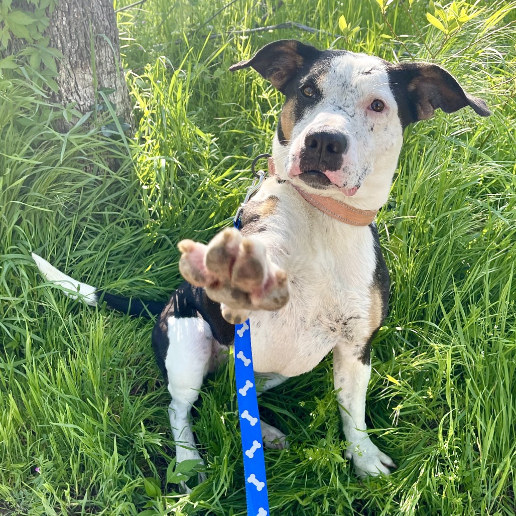 Maggie - Mixed Breed (Medium)