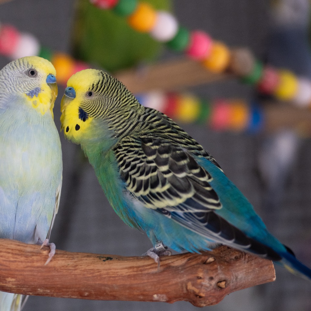 Lemonhead - Common (Budgie/Budgerigar) Parakeet