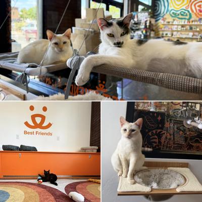 An adoptable cat enjoying the space at Whisker & Bone in St. George, Utah