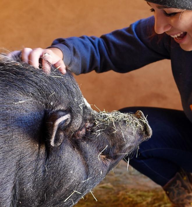 Smiling person kneeling down to pet a pig