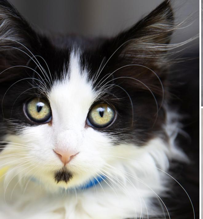 Trio of images: two kittens and a puppy