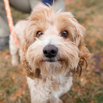 Fluffy tan dog outside on a leash