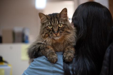 Fluffy cat resting on person's shoulder.