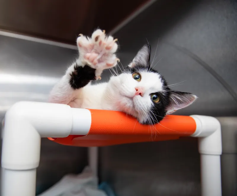 Cat relaxing on a cat bed stretching out its front paw