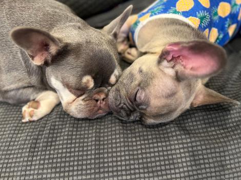 Baby and Celine the French bulldogs sleeping next to each other