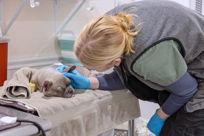 Person petting Baby the French bulldog, whose tongue is sticking out, after surgery