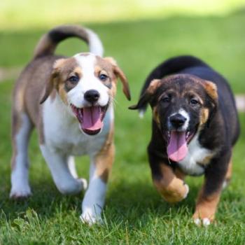 Two happy puppies running side-by-side in grass