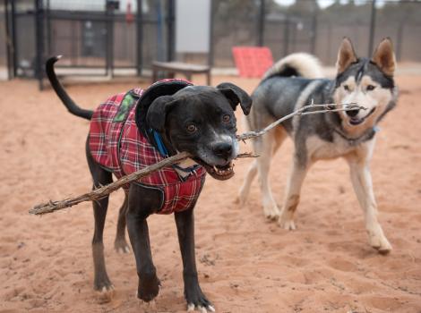 Britt the dog wearing a jacket holding a large stick in her mouth