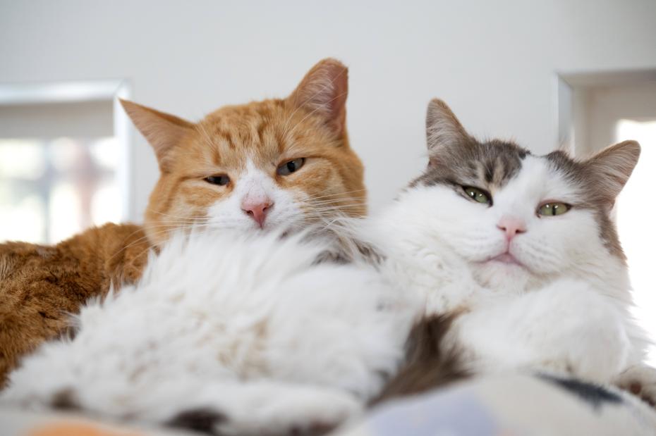 Two cats lying next to each other