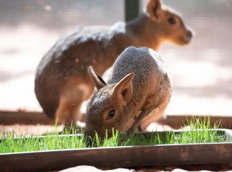 The two cavies, Hip and Hup, with one of them eating some fresh green grass