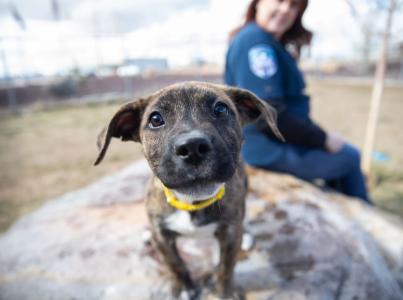 ACO sitting behind dog staring at the camera.