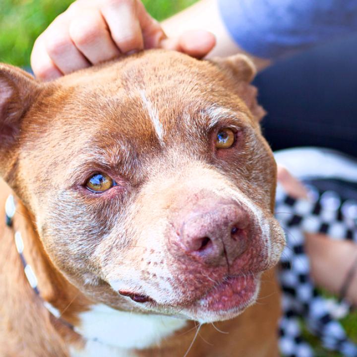 Smiling person petting a dog they're sitting with in grass