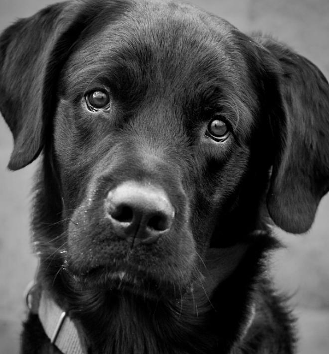 Black dog sitting by wall
