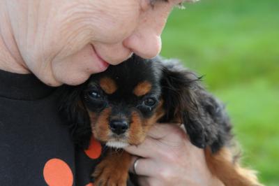 Person holding Cavalier King Charles Spaniel dog rescued from a puppy mill
