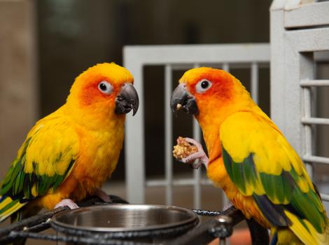 Two yellow, orange and green parrots, with one holding a nugget of food in her foot