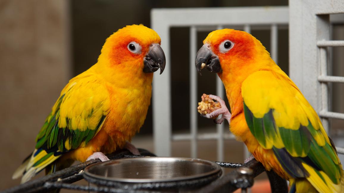 Two yellow, orange and green parrots, with one holding a nugget of food in her foot