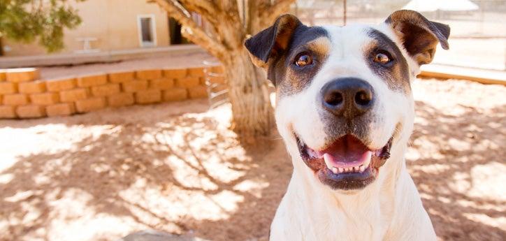 Organize a pet food drive to help animals in need, like this pitbull mix who is up for adoption.