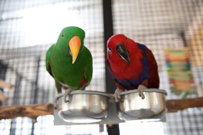 A green parrot next to a red parrot