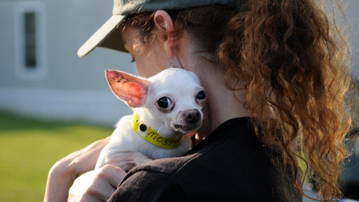 Person holding a Chihuahua rescued from a puppy mill over her shoulder. The dog is tattooed on his ear and is wearing an identification collar.