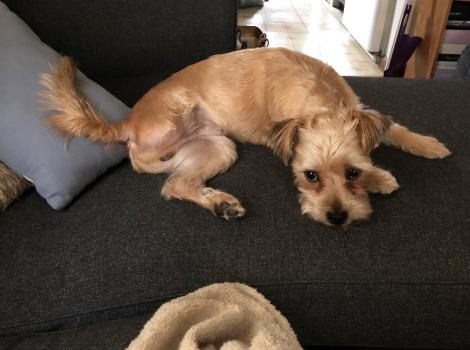 Rico, a three-legged dog lying down on a couch