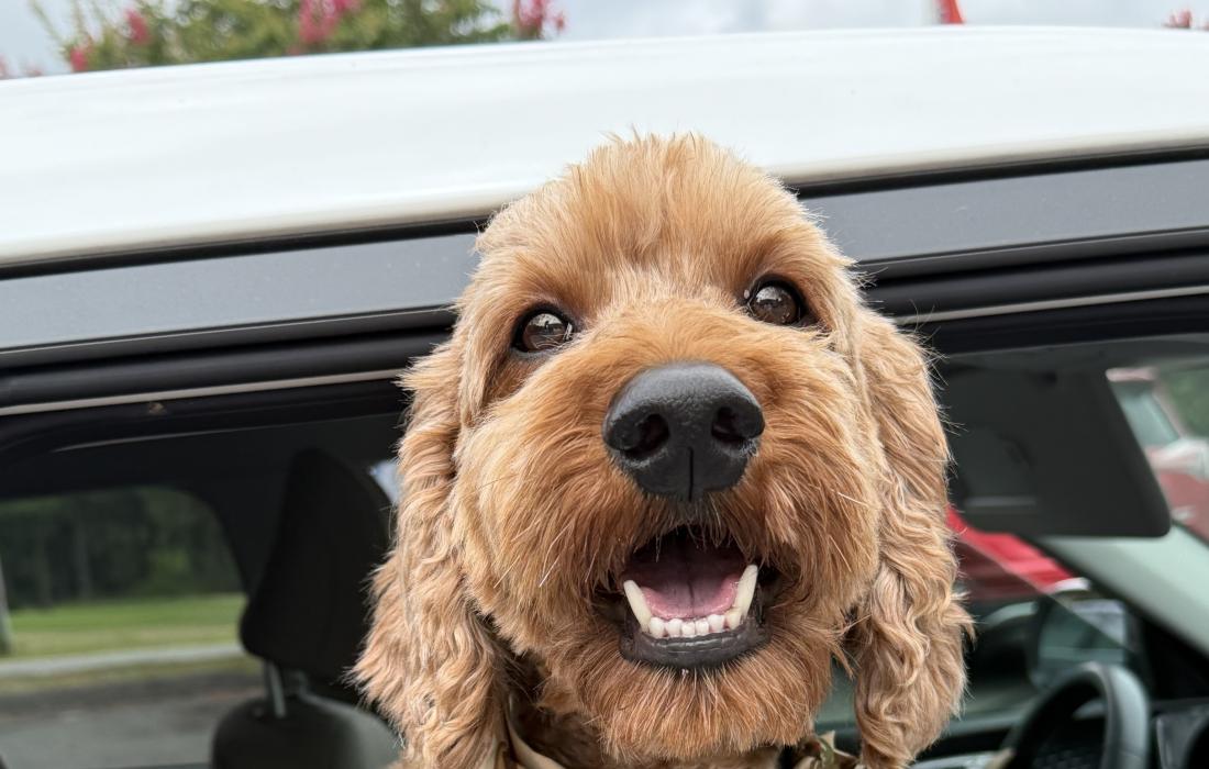 Dog in a vehicle with head and paw out of the window coming to the event