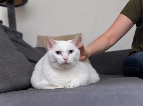 Person petting a white cat on a couch