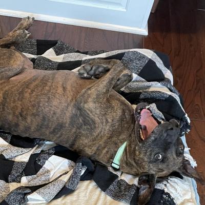 Ford the dog on his side on a blanket smiling