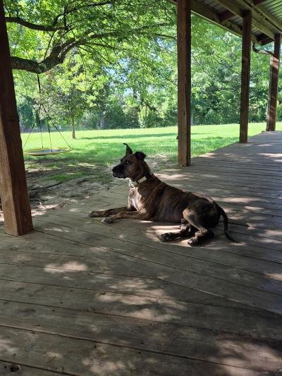 Ford the dog lying on a wooden porch looking out at trees