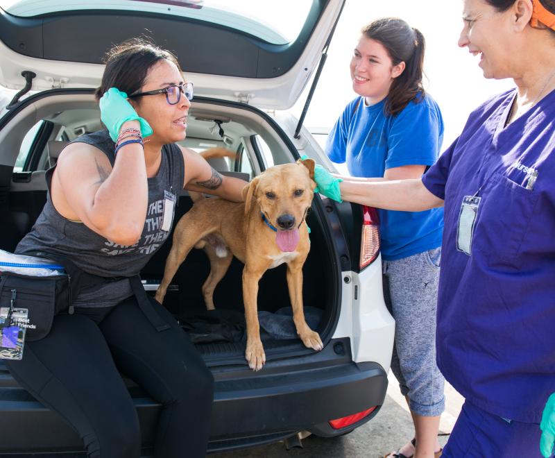 Dog sitting in the back of a car with three smiling people