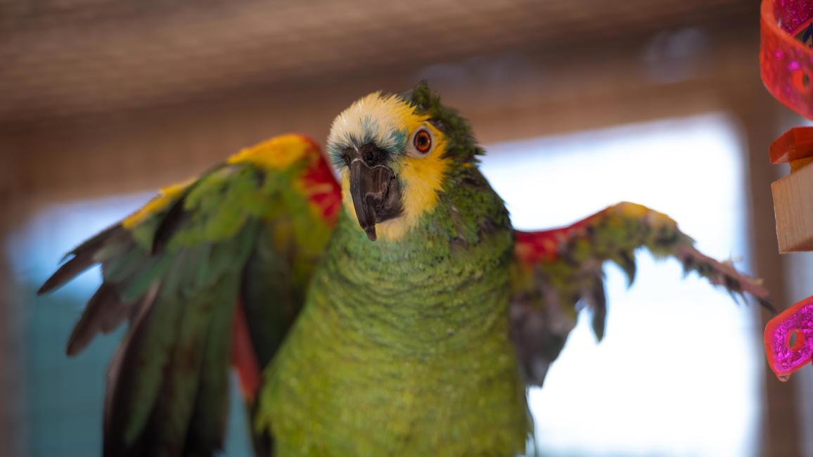 Garcon the parrot with wings outstretched taking a shower