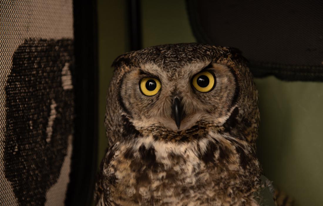 Great horned owl