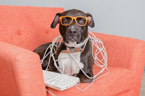 Black and white dog wearing orange glasses and a polka-dot bow tie, tangled in computer cables, sitting on an pink chair with a keyboard.