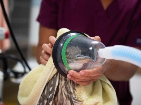 Heron being anesthetized for the endoscopy