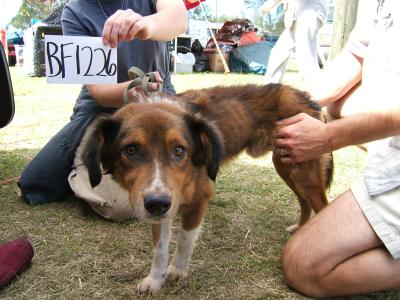 Person holding a card with a BF1226 identification card beside a dog being held by another person