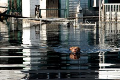 A brown and white dog swimming in the floodwaters following Hurricane Katrina with another dog in the background