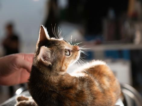 Person's hand petting a cat in a ray of light