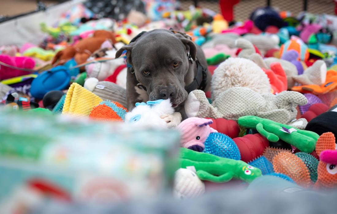Jessa the dog in a large pile of toys at Christmas