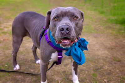 Jessa the dog outside on a leash wearing a large blue bow