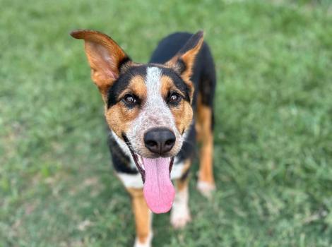 Black, white and tan dog with his tongue out, outside on grass
