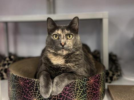 Judy the cat lying on a cardboard scratcher