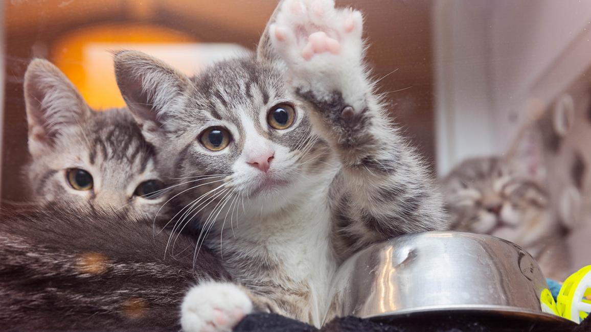 A gray kitten waves from its bowl