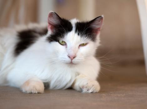Kenobi the black and white cat lying down