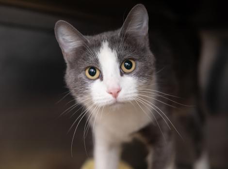 Gray and white cat in a kennel