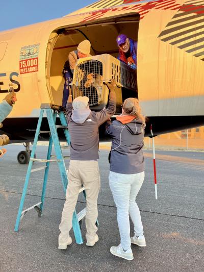 Four people working to get a dog in a carrier out of the transport plane during the Los Angeles wildfires