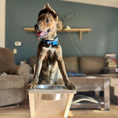 Lexi the dog at her special feeding chair