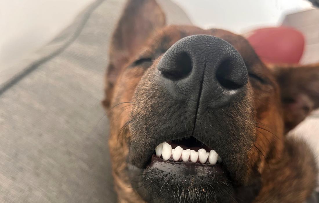 Lexi the dog sleeping with her mouth slightly open and "teefies" showing