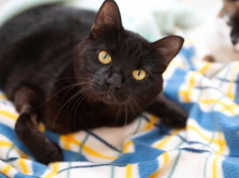 Licorice the cat lying on a blanket